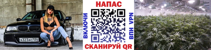 mega как зайти  shop клад  Бошки Шишки LSD WEED  Курган 